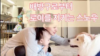 #강아지가 #아기를 지키려는 이유? 아기에게 배방구를 했을때 강아지는 어떻게 행동할까요?