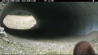 Helping Wildlife Cross the Road: The First Spring