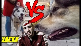 VERSUS БАТТЛ : ХАСКИ ПРОТИВ МАЛАМУТА |  ЗВЕРСКОЕ ЗНАКОМСТВО