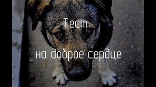 Решили помочь бездомным животным, но в приюте нас ждал не очень теплый прием...