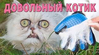 Перчатка для вычесывания шерсти у кошек