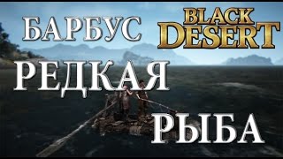 Black Desert - Редкая рыба - Барбус