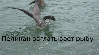 Как птицы пеликаны охотятся на рыб.Pelican eating fish. pelícanos comen pescado.