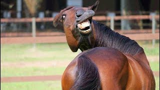 ? Funniest Animals ? - Try Not To Laugh ? - Funny Domestic And Wild Animals' Life