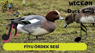 FİYU ÖRDEK SESİ-WİGEON DUCK SONG-ANAS PENELOPE SONG