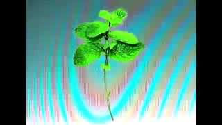 Vaati - Menthe Fraîche (Lovely Summer)