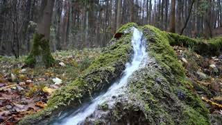 Wanderung zur Steinernen Rinne bei Wolfsbronn im Naturpark Altmühltal