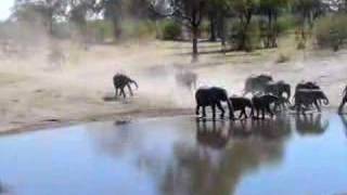Elephants in the Savute