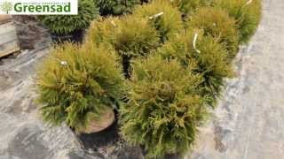 Туя шаровидная "Woodwardi" - видео-обзор от Greensad