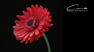 GERBERA  flower Cold Porcelain Clay: Tutorial,  2019