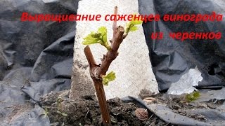 Выращивание саженцев винограда из черенков