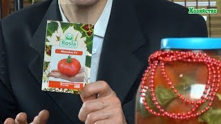 Самые урожайные высокорослые помидоры для теплиц. Наш опыт.