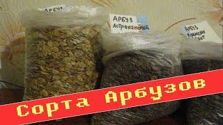 4 сорта АРБУЗОВ, которые мы выбрали для выращивания | РУССКОЕ ПОЛЕ ||