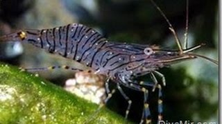 Морские обитатели