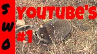 Full length coon trapping video  THE FAST TRACK TO COON TRAPPING