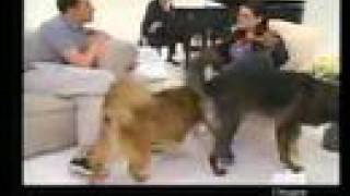 Janeane Garofalo's dog pees on her