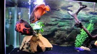 HUGE 6 foot Oscar Tank with Tahitian Moon Sand and Sump