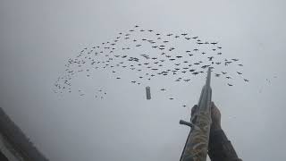 Нежданный налет гусей (осень 2019)/ An unexpected raid of geese (autumn 2019)