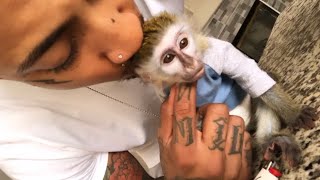 BABY MONKEY EXTREME OBSTACLE COURSE!