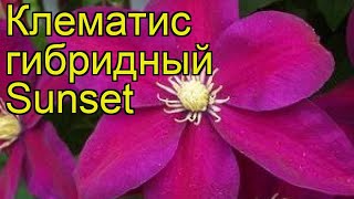 Клематис гибридный Sunset. Краткий обзор, описание характеристик, где купить саженцы, крупномеры