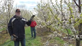 Pruning the Mature Cherry Tree on Gisela Rootstock