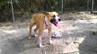 Redboy Jocko Pitbull