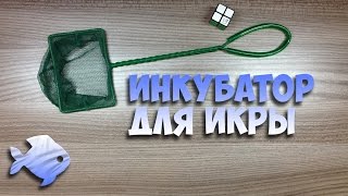 простой инкубатор для икры цихлид