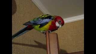 Rosella parrot is singing (папуга розелла співає)