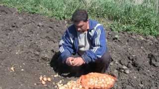 Посадка лука-шалот КФХ Надежда