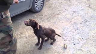 Av köpeği  eğitim 1