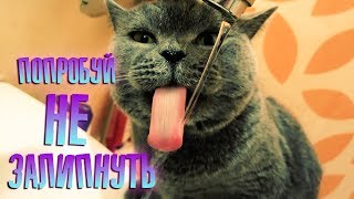 БРИТАНСКАЯ КОШКА ПЬЁТ ВОДУ ЯЗЫКОМ. КОШКА НЕ БОИТСЯ ВОДЫ. FUNNY CAT