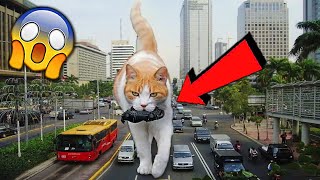 СМЕШНЫЕ ЖИВОТНЫЕ 2020 / ПРИКОЛЫ КОТЫ СОБАКИ, ЛУЧШИЕ ПРИКОЛЫ с Кошками и Собаками Funny Cats