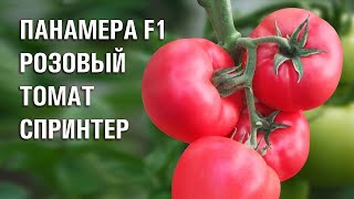 Розовый томат Панамера F1-ранний период созревание.