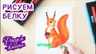КАК НАРИСОВАТЬ БЕЛКУ. Рисование для детей. Рисуем вместе