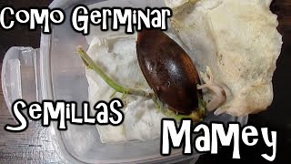Como Germinar Semillas de Mamey || México Verde