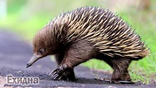 Животные Австралии/Как говорят животные Австралии/Animals of Australia