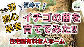 【はじめての苺の育て方】YUINOKI FARM(介護)住宅型有料老人ホーム