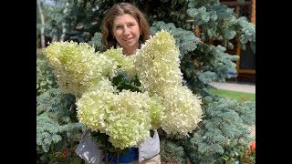 Август подарил мне букет гортензий!