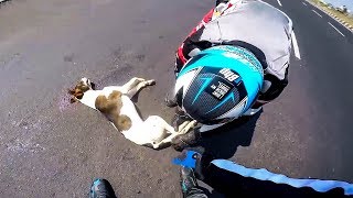 BIKERS TRIED TO SAVE INJURED DOG | BIKERS ARE NICE |  [Ep. #45]