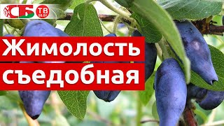 Жимолость съедобная – легкий способ размножения