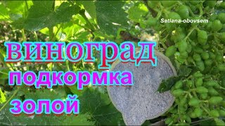 ВИНОГРАД- ПОДКОРМКА ДРЕВЕСНОЙ ЗОЛОЙ .,после цветения  ...Приготовление  ЖИДКОГО удобрение с  ЗОЛЫ..