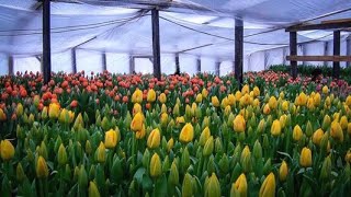 Выгонка тюльпанов к 14 февраля и 8 марта в январе 2020 Tulip Distillation 2020 Бизнес на тюльпанах