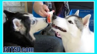 DOGS LOVE BACON SPRAY | PetBox Unboxing 27