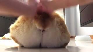 엉덩이 주물주물