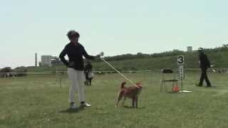 桃太郎号-湘南美雅荘 平成26年春季（公社）日本犬保存会 関東連合展覧会にて 参考犬出陳