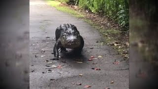 Watch This Giant Gator with Swagger Approach Brave Camerawoman