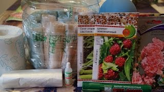 РАССАДА ПО МОСКОВСКИ СЕЕМ СПАРЖЕВЫЙ САЛАТ,ШПИНАТ ЗЕМЛЯНИЧНЫЙ, МАНГОЛЬД, ШТОК РОЗА,КОСМИДИУМ,в САМОК