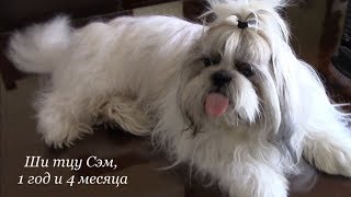 Как идеально расчесать ши тцу | Последовательность