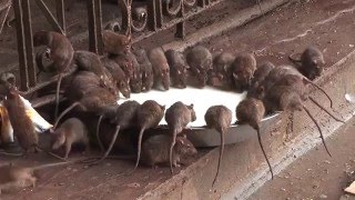 Шок - Индийский Храм Крыс