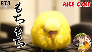 もちもち小鳥・セキセイインコぴーちゃん 大福 お餅みたい｜面白可愛い動物YouTuber 癒し動画878 Funny Parrots and Cute Birds